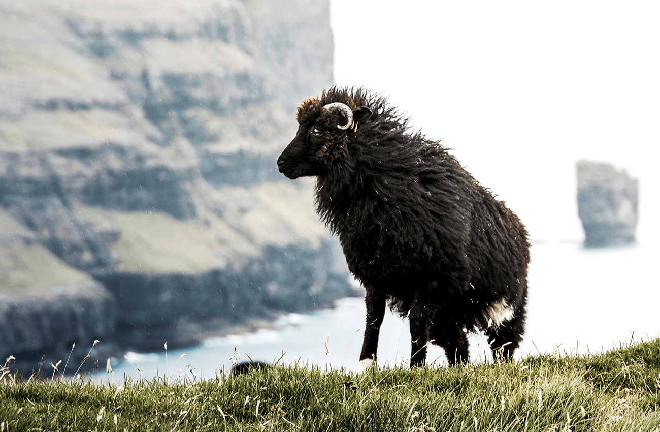Billede af en sort ged med udsigt til havet og store bjerge på Færøerne.