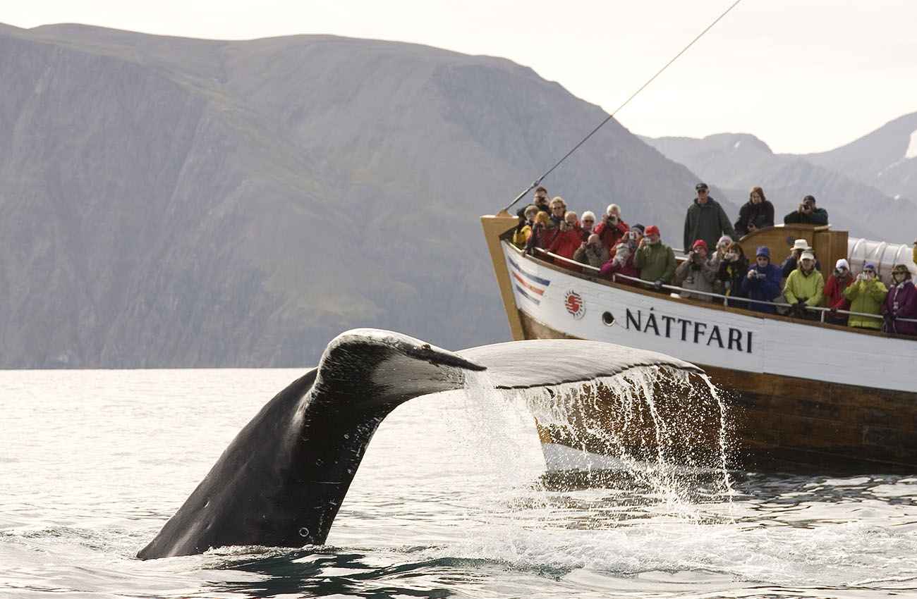 Billede fra Husavik, Island af en hval som dykker ned, hvor man kan se hvalens hale og en båd med navnet Nattfari i baggrunden.
