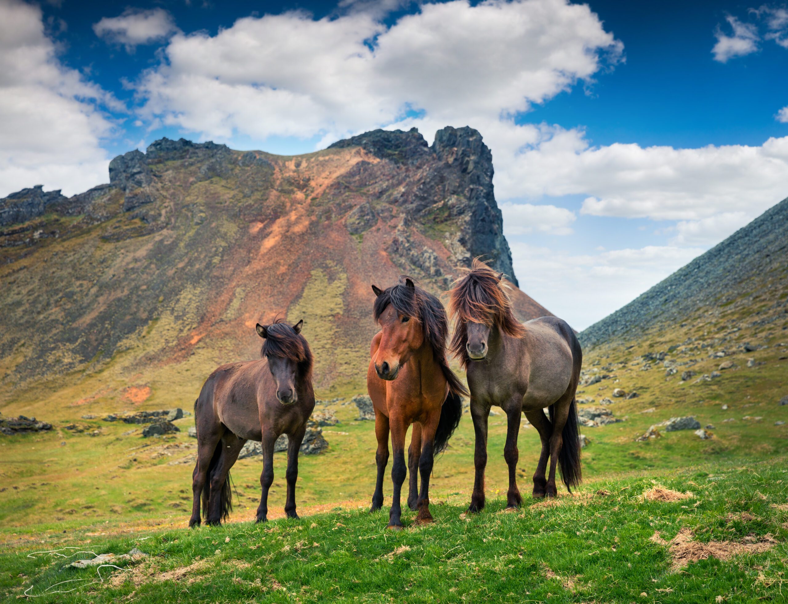 Et billede af Islandske heste på en farverig sommer i bjergene ved Stokksnes på Island.