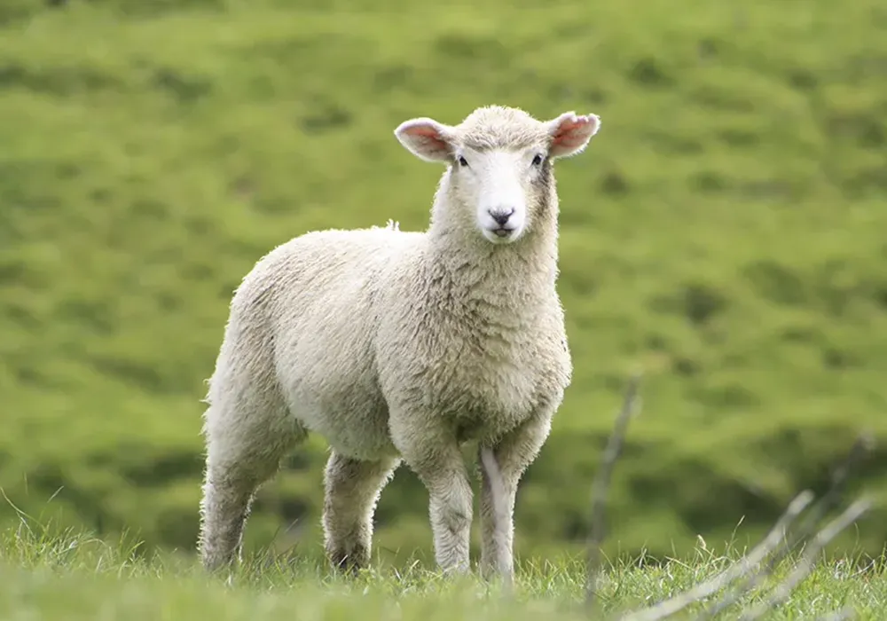 Sillisit-fårfarm-grønland