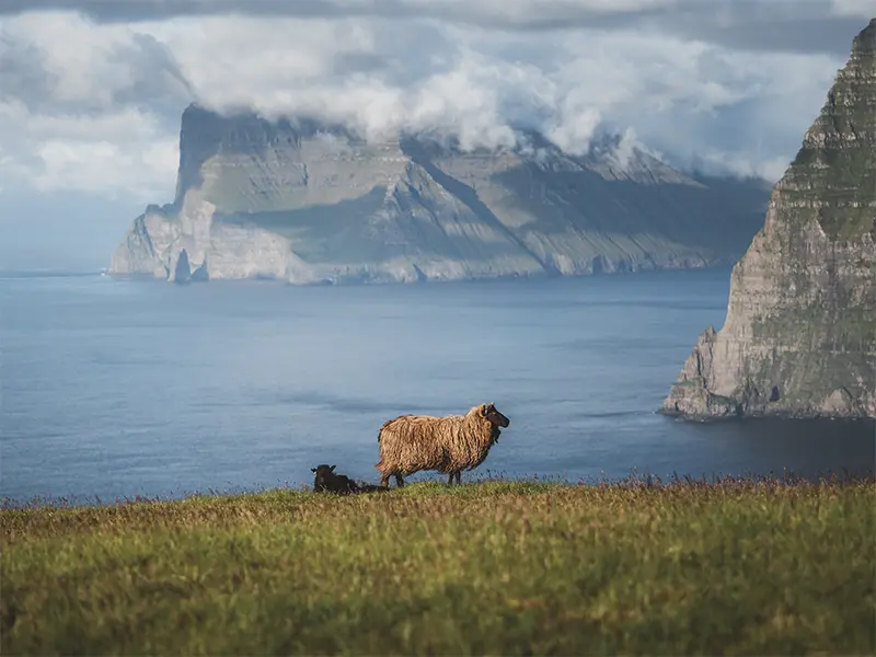 faar-sheep-graesmark-faeroeerne-færøerne