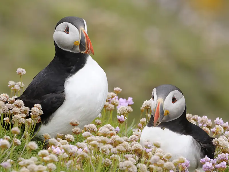 To søpapegøjer kigger på fotografen