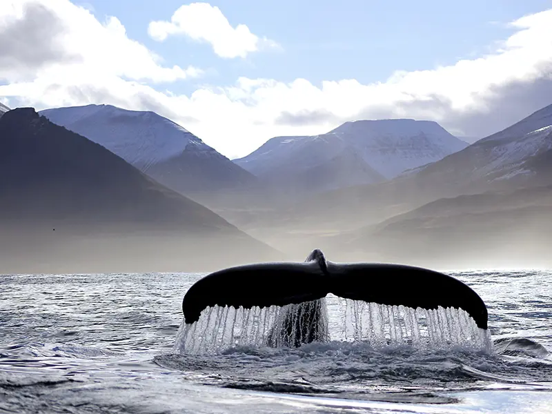 hvalfinne stikker op af havet ud fra islands kyst