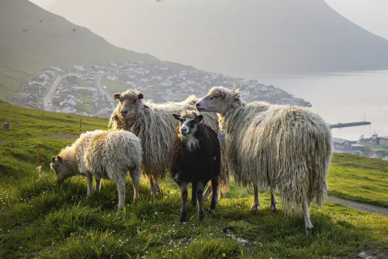 Får ved Klaksvik