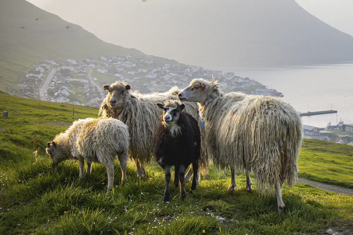 Får ved Klaksvik