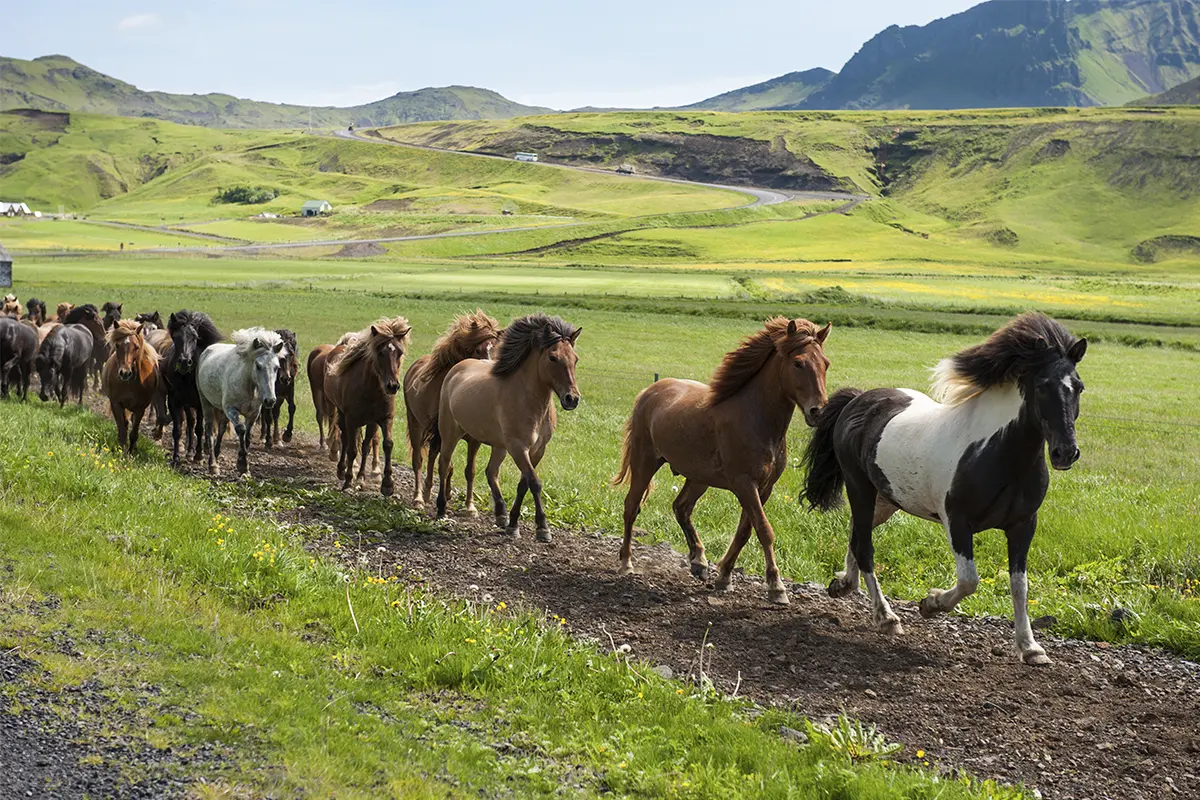 islandske heste løber i smuk natur
