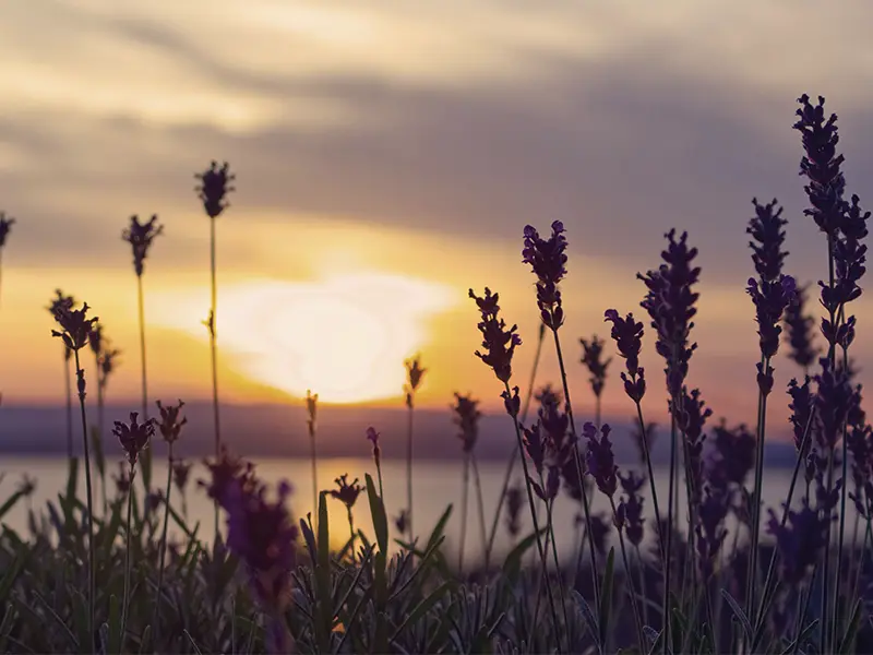 smuk natur, lavendler i solnedgang