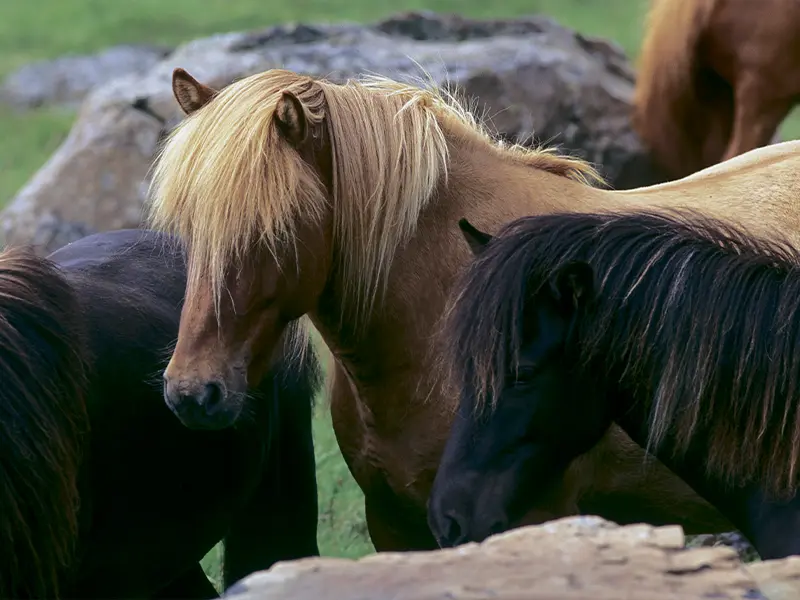 Heste på Island