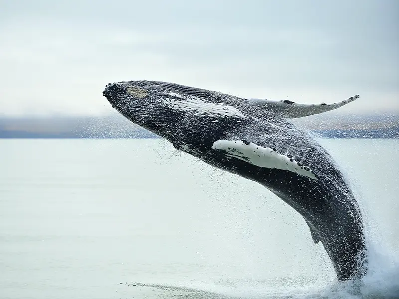 Hval springer op af vandet