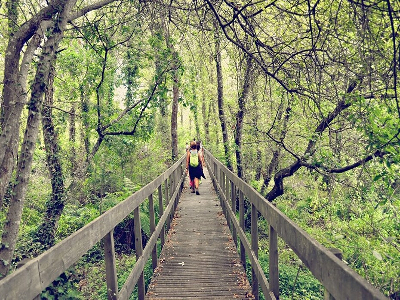 En person går over en bro i en skov