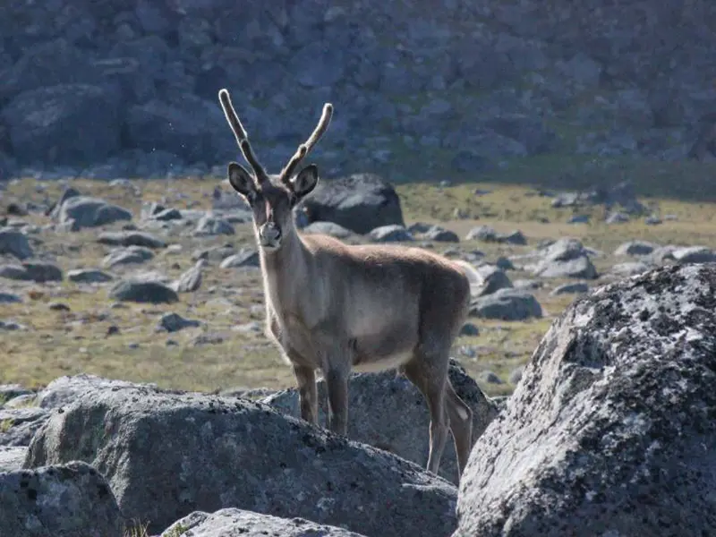 Rensdyr i den grønlandske natur